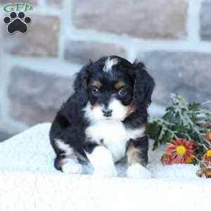 Skye, Cavapoo Puppy